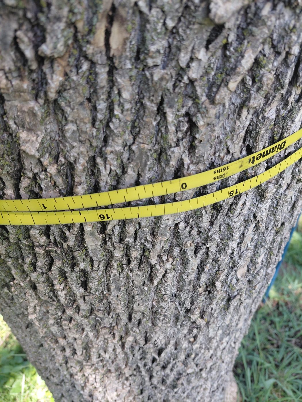 Tree diameter assessment
