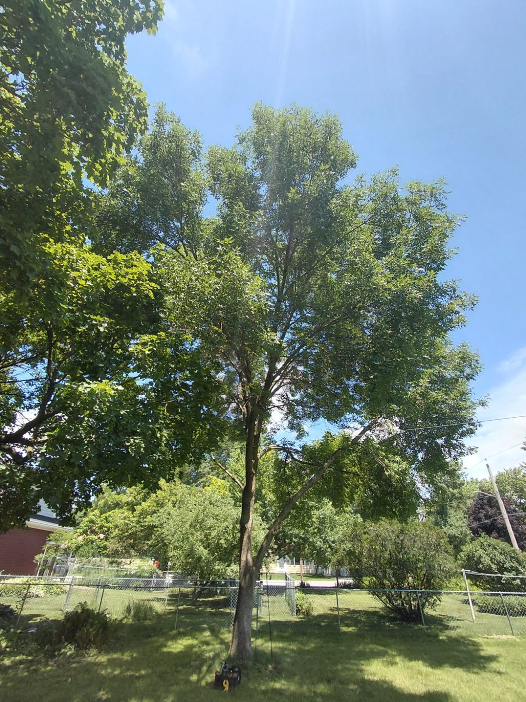 Tree assessment in Central Iowa