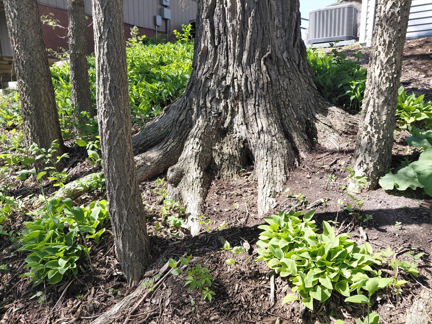 Tree work in Central Iowa