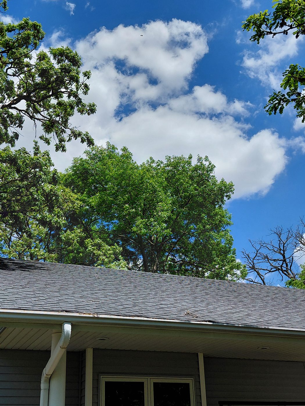 Professional tree care in Central Iowa